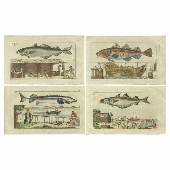 Set Of 4 Antique Fish Prints   Beluga Sturgeon   Pollock   Atlantic Cod