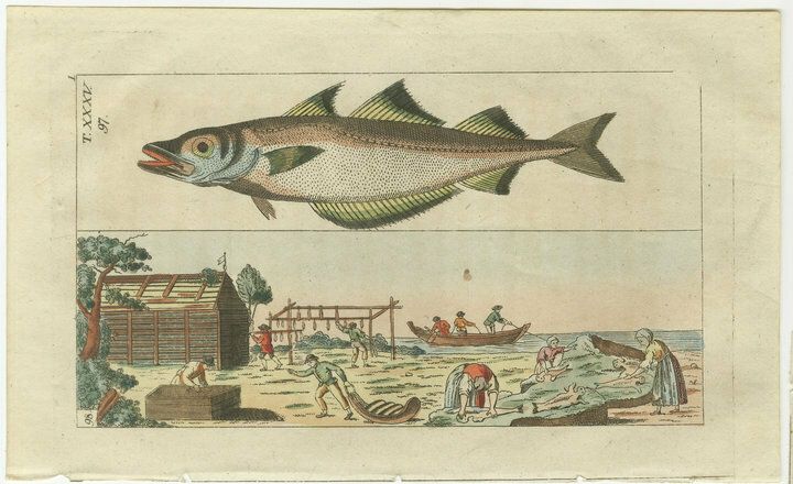 Set Of 4 Antique Fish Prints   Beluga Sturgeon   Pollock   Atlantic Cod photo 778.0