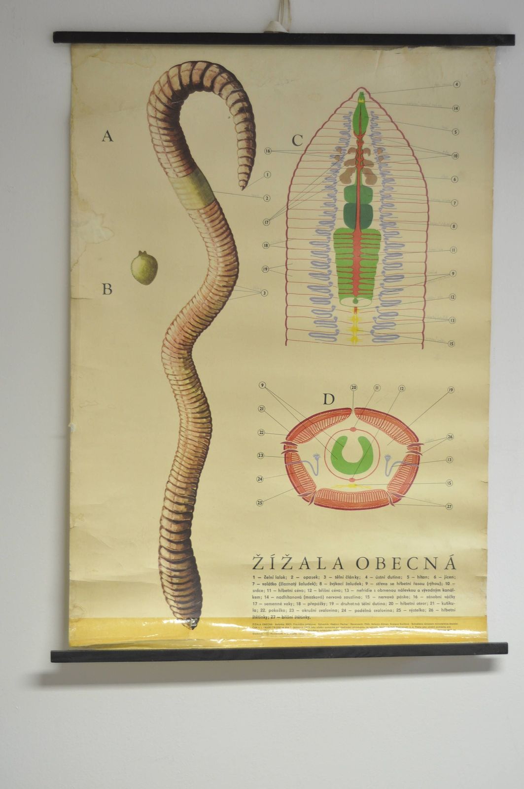 Eartworm School Chart, Pull Down Chart, School Pull Down Chart, Vintage School Chart, School Chart, School Pull Down, School Poster, School photo furniture