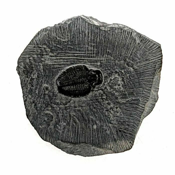 Fossil Stone Elrathia Kingii Trilobite Plate   Cambrian
