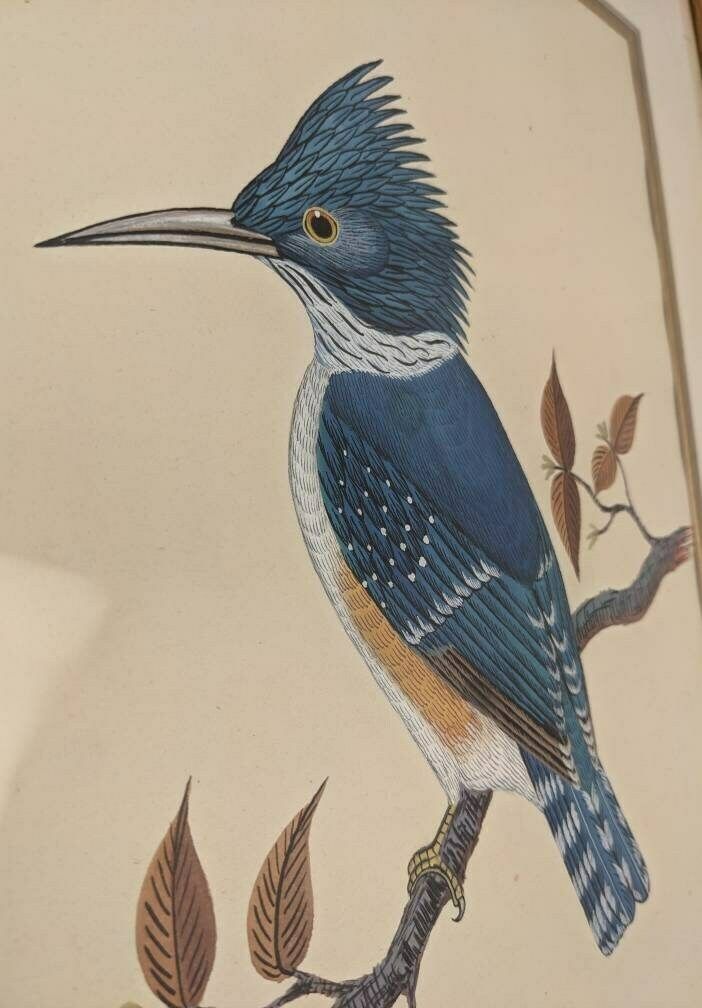 A Very Fine Original Watercolour Painting Of A Blue Kingfisher Bird By Nepalese Artist C.B.S. Dangol photo furniture