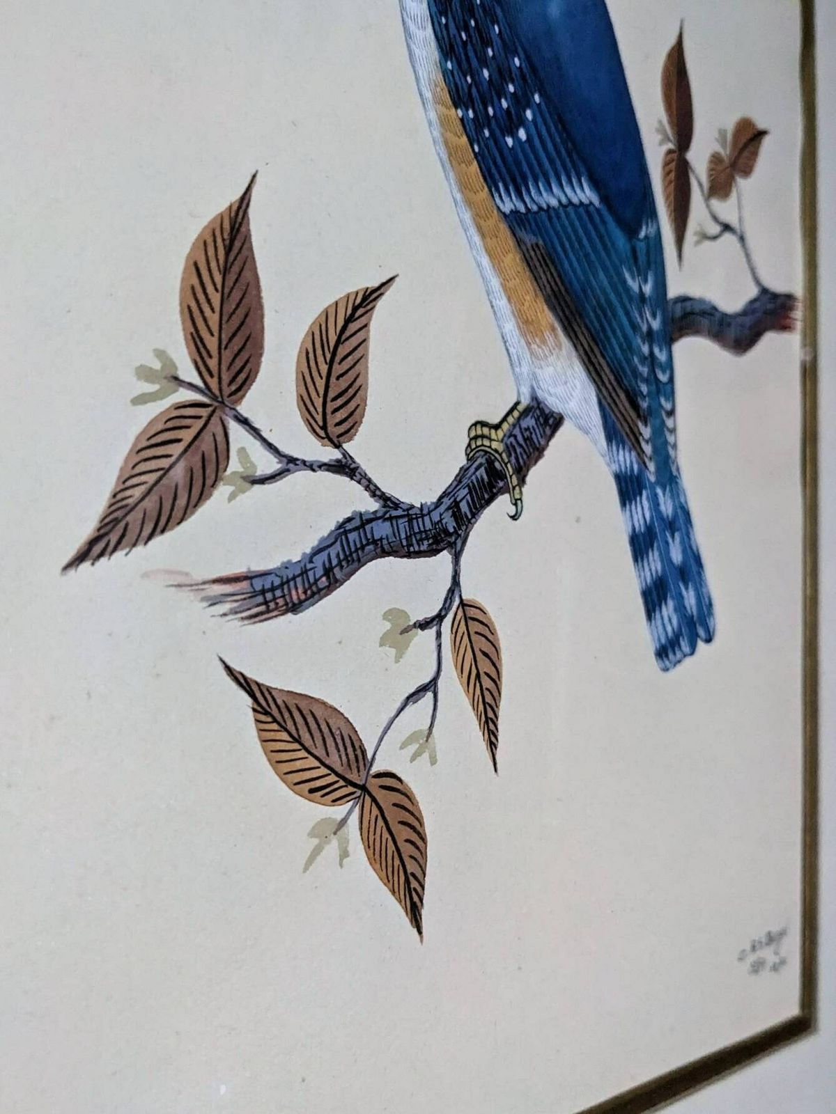 A Very Fine Original Watercolour Painting Of A Blue Kingfisher Bird By Nepalese Artist C.B.S. Dangol photo for sale