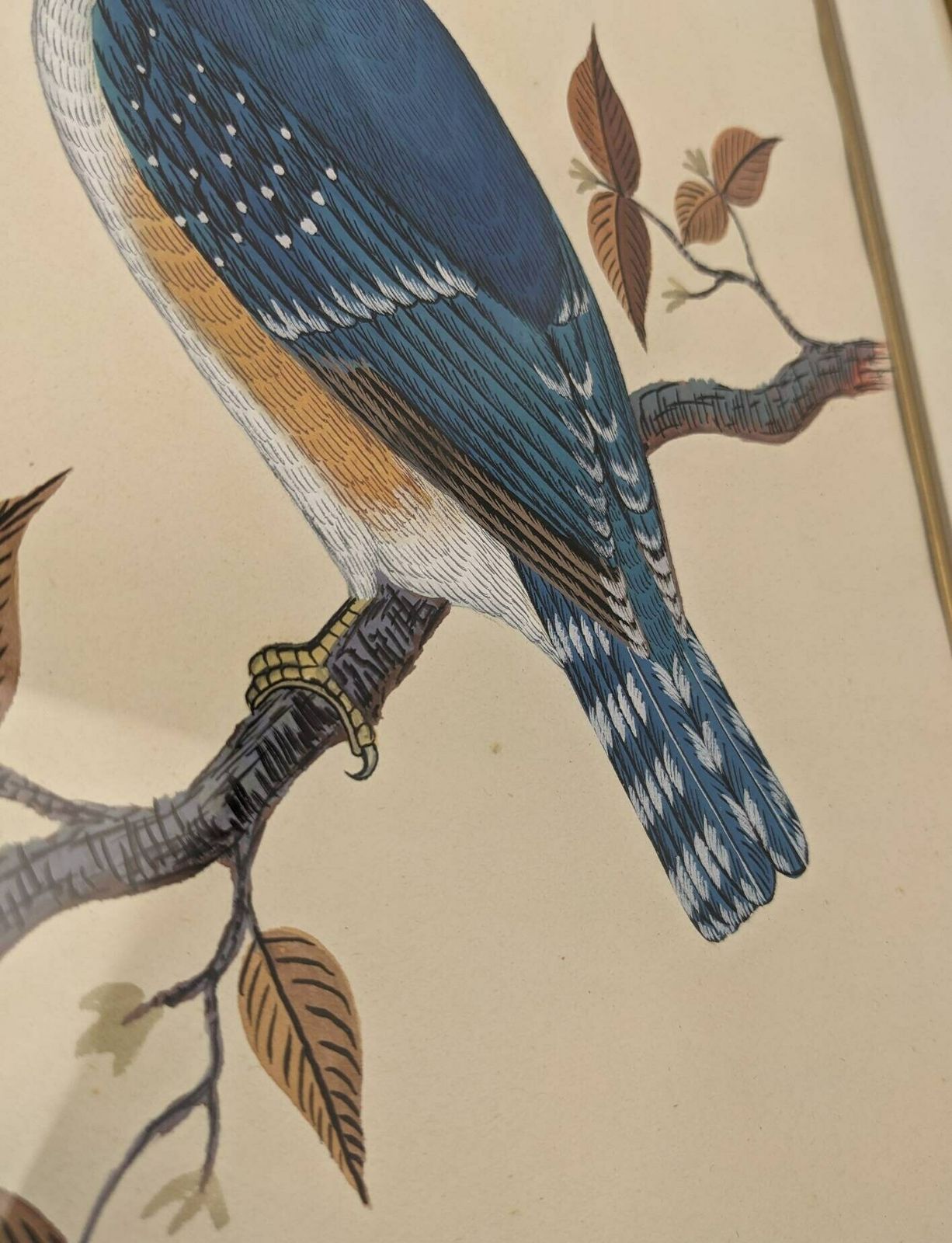 A Very Fine Original Watercolour Painting Of A Blue Kingfisher Bird By Nepalese Artist C.B.S. Dangol photo vinterior