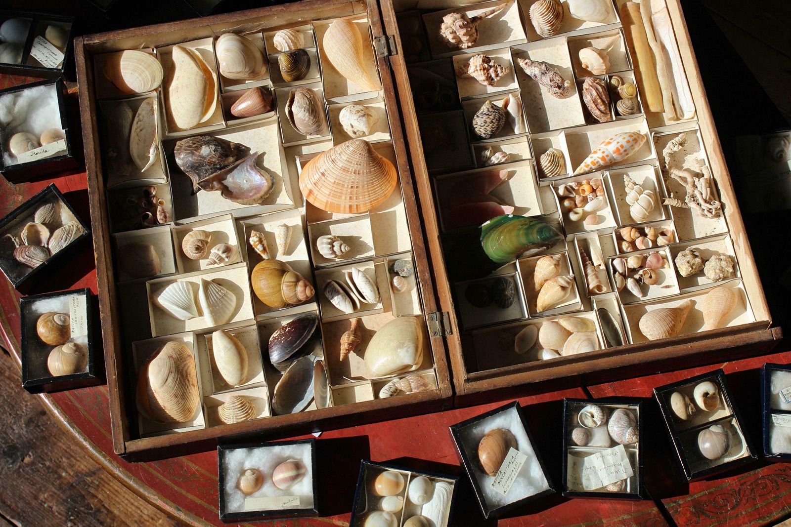 19th Century Large Collection Of Victorian Conchology Shell Specimens Taxidermy photo furniture