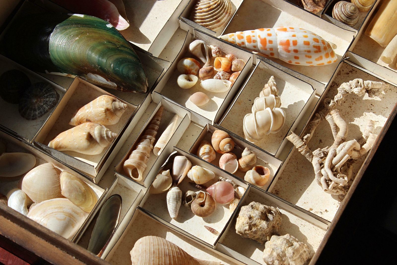 19th Century Large Collection Of Victorian Conchology Shell Specimens Taxidermy photo for sale