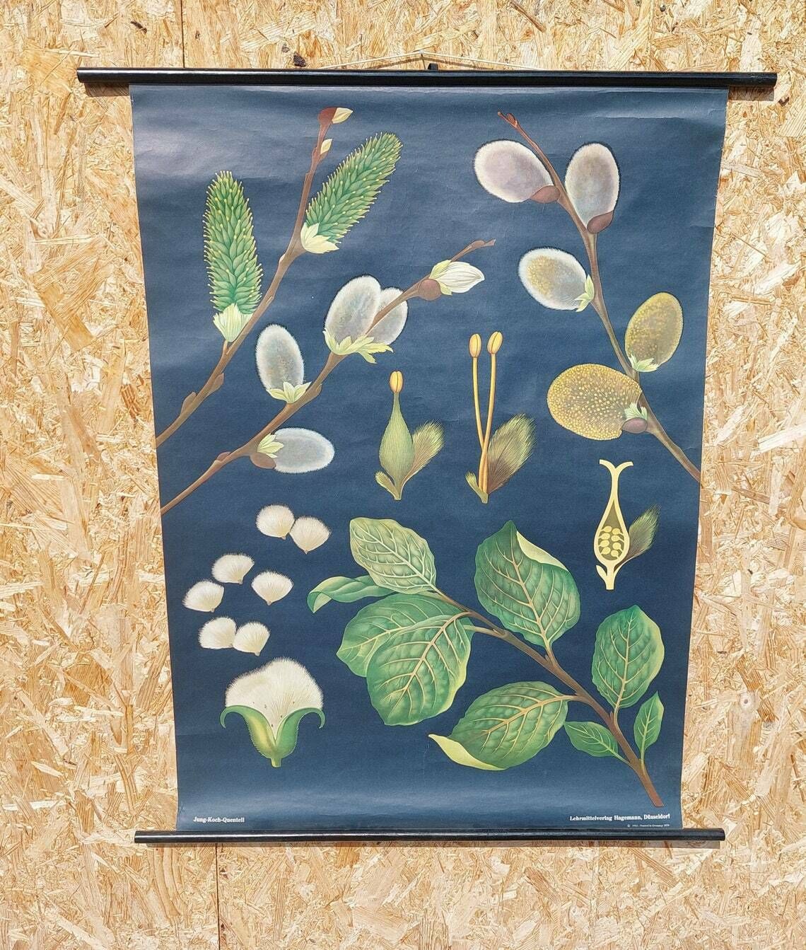 Vintage Original German Educational Poster/Willow/Vintage School Wall Chart/Roll Down Print/Botanical Chart/Jung Koch Quentell/70's