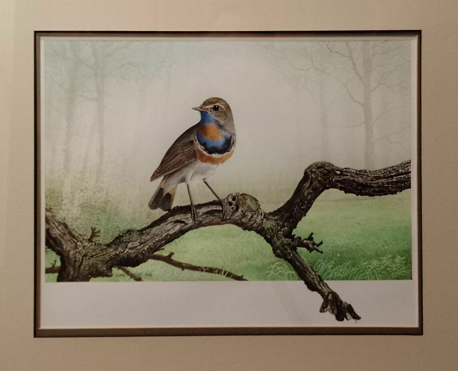 Signed Original Ornithology Gouache Painting Of Bird Bluethroat Chris Shields photo 299.0
