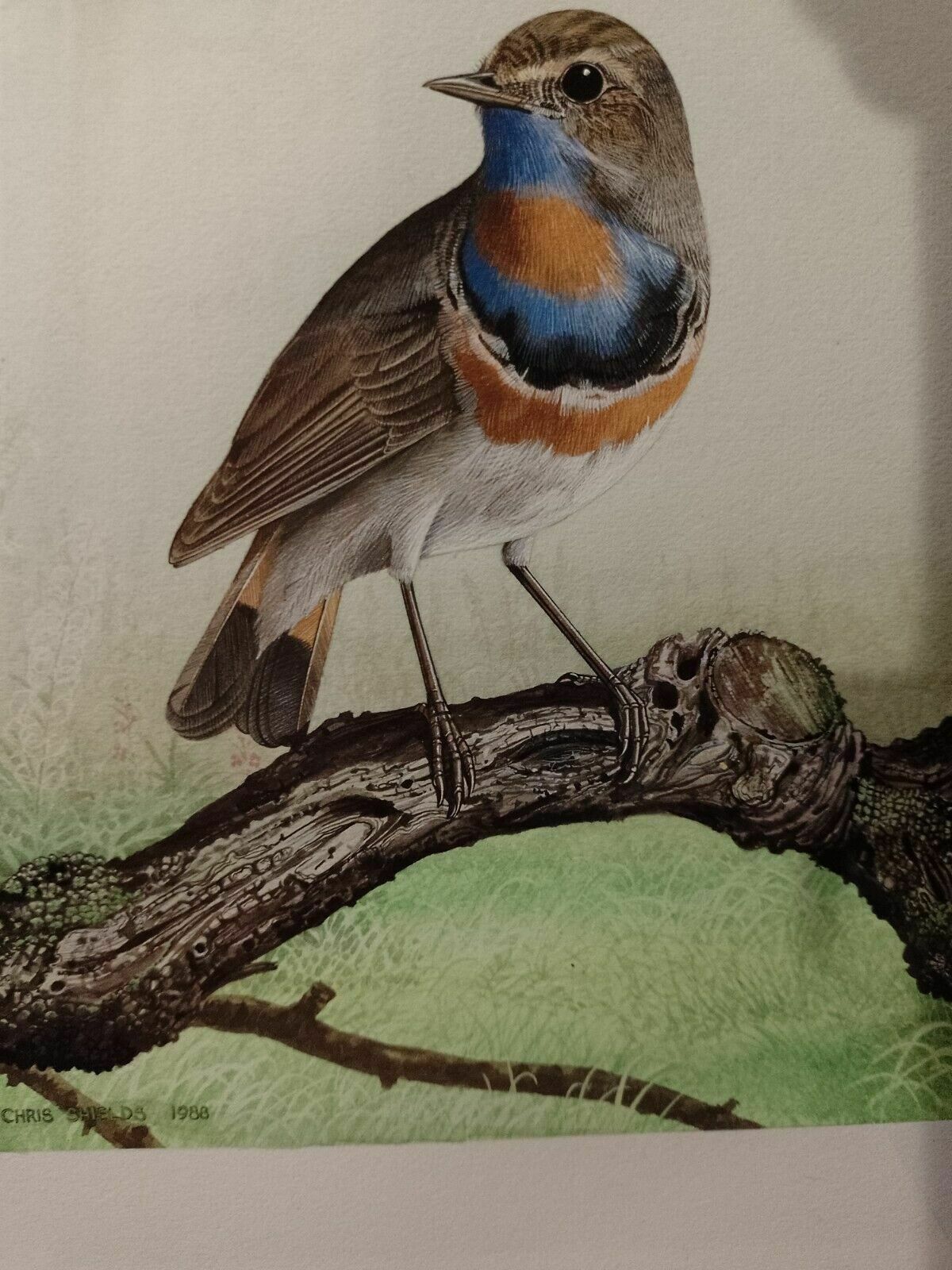 Signed Original Ornithology Gouache Painting Of Bird Bluethroat Chris Shields photo buy