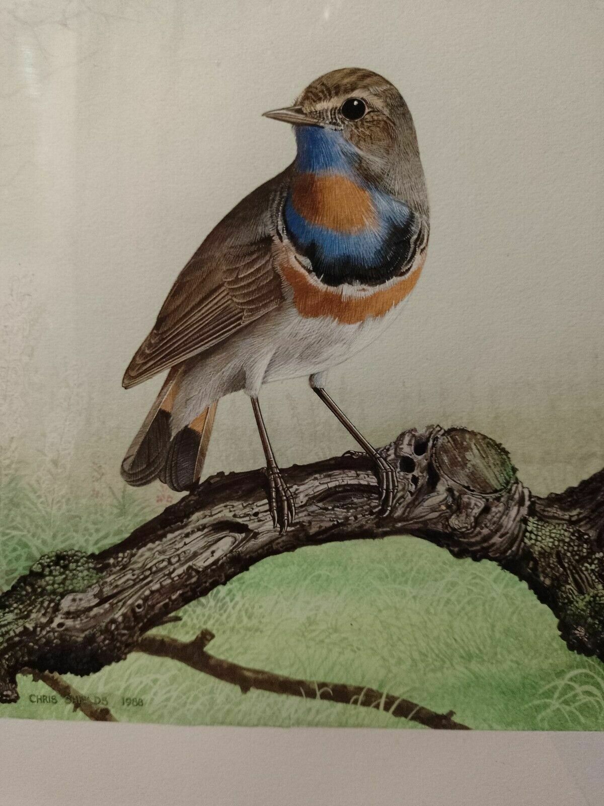 Signed Original Ornithology Gouache Painting Of Bird Bluethroat Chris Shields photo vintage