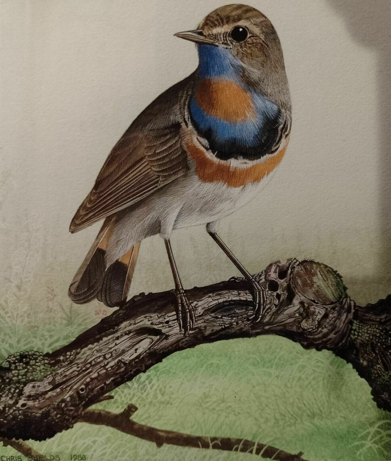 photo furniture Signed Original Ornithology Gouache Painting Of Bird Bluethroat Chris Shields