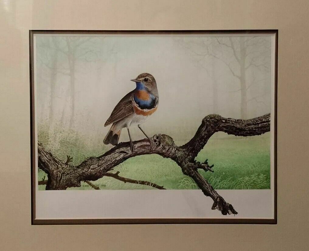 Art Signed Original Ornithology Gouache Painting Of Bird Bluethroat Chris Shields photo