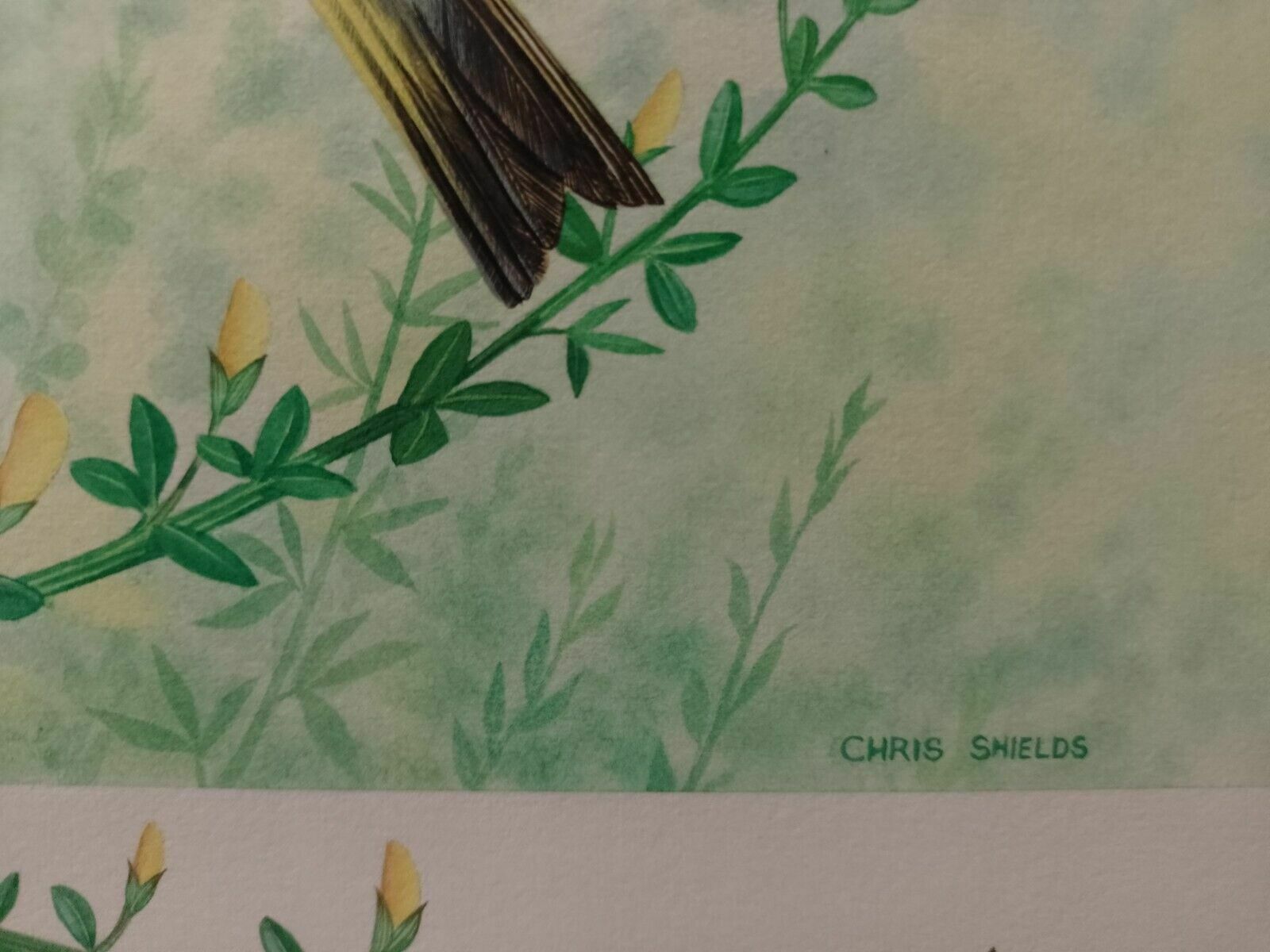 Signed Original Ornithology Gouache Painting Of Bird Greenfinch Chris Shields photo Art