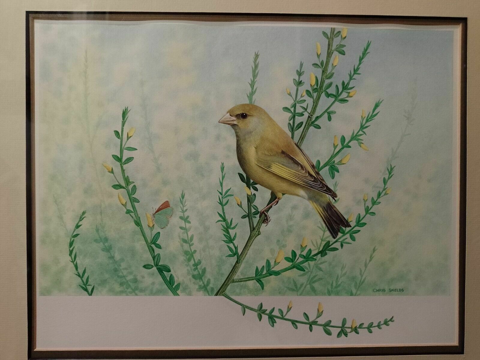 photo for sale Signed Original Ornithology Gouache Painting Of Bird Greenfinch Chris Shields
