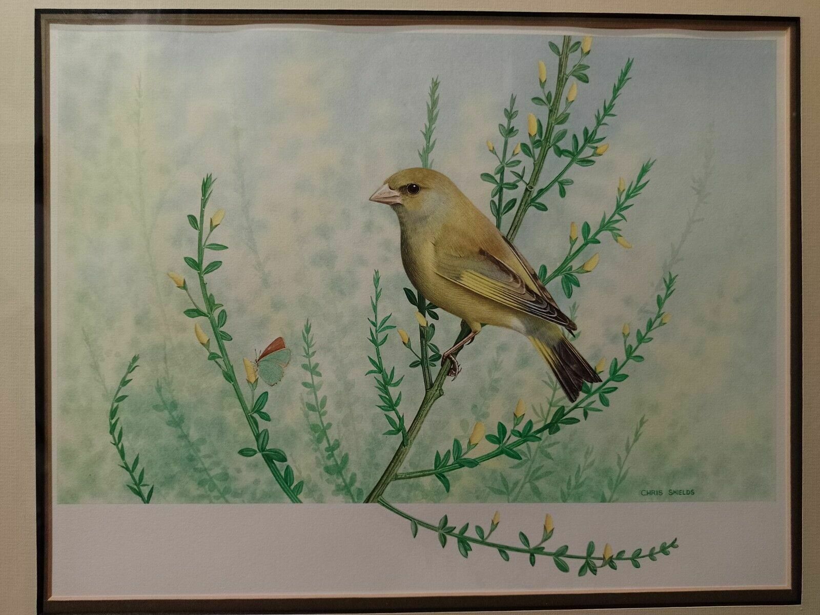 Art Signed Original Ornithology Gouache Painting Of Bird Greenfinch Chris Shields photo