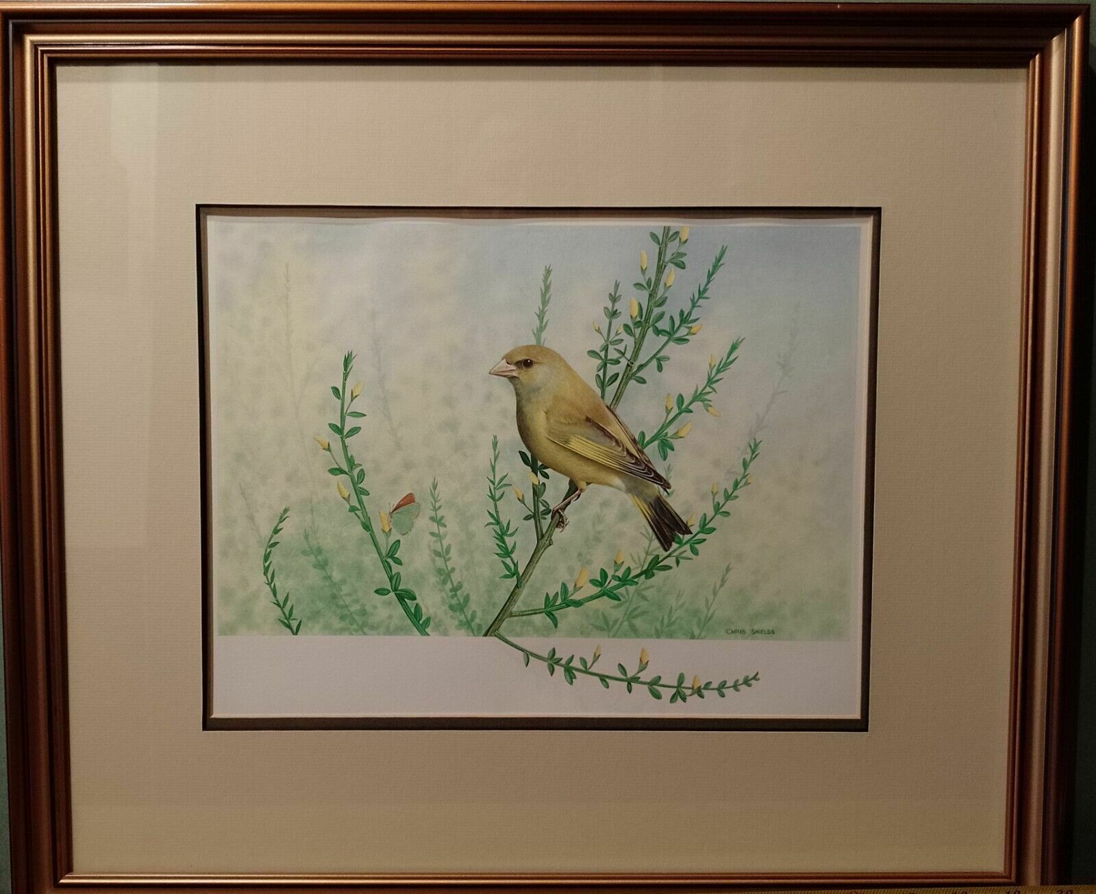 photo vintage Signed Original Ornithology Gouache Painting Of Bird Greenfinch Chris Shields