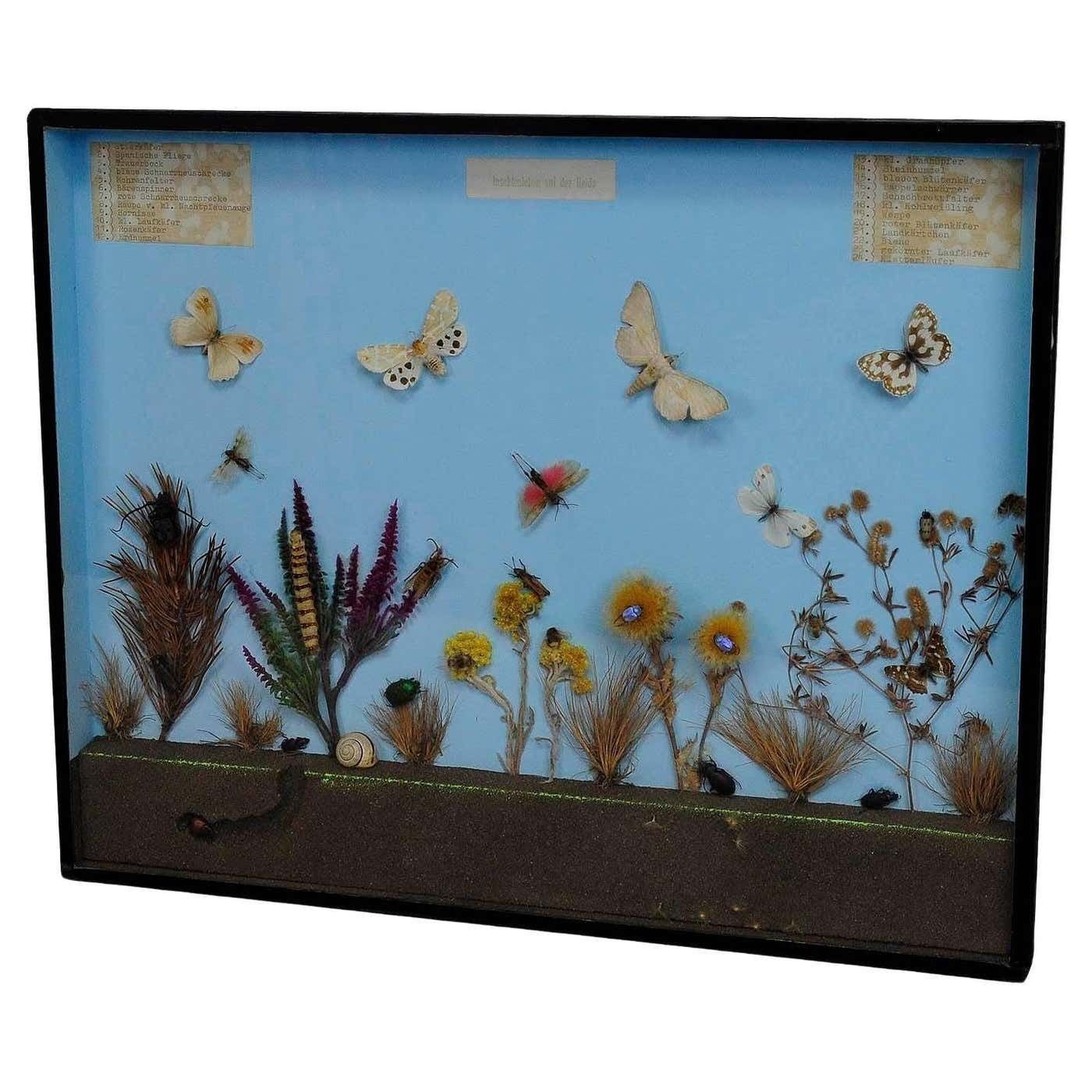 Vintage Schoolvitrine – Insecten Van De Heide