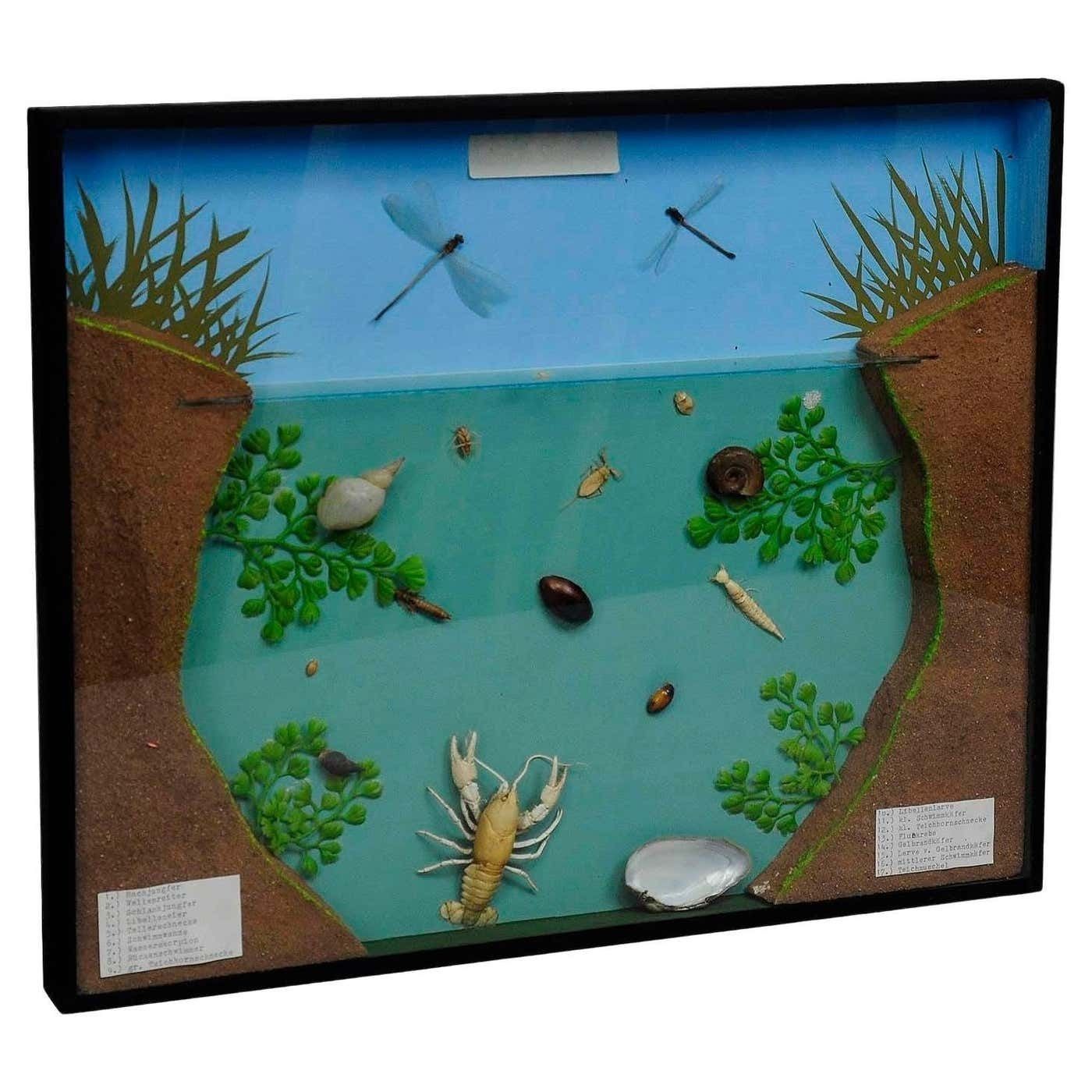 Great Vintage School Teaching Display Of The Fresh Water Habitat