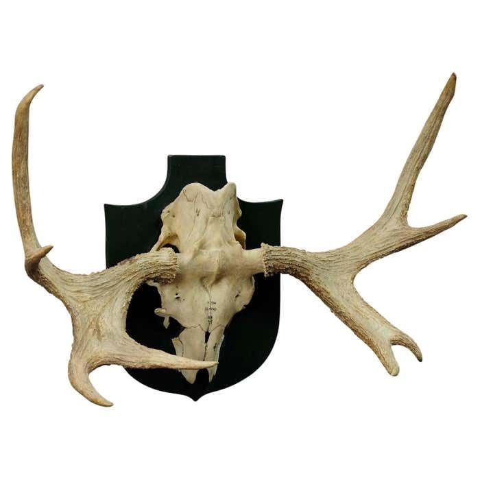 Moose Trophy From A Noble Estate In Germany Shot In Oeland 1956