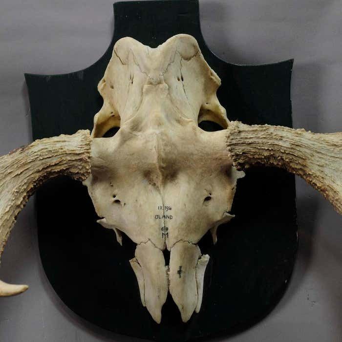 Moose Trophy From A Noble Estate In Germany Shot In Oeland 1956 photo Art