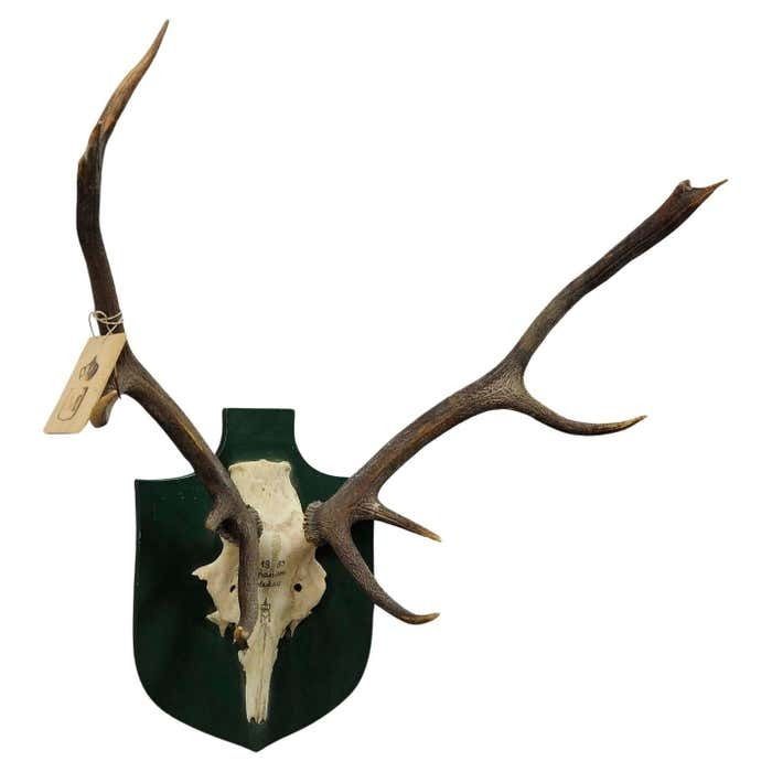 Vintage Deer Trophy Spain Toledao 1983 Uneven Twelve Ends