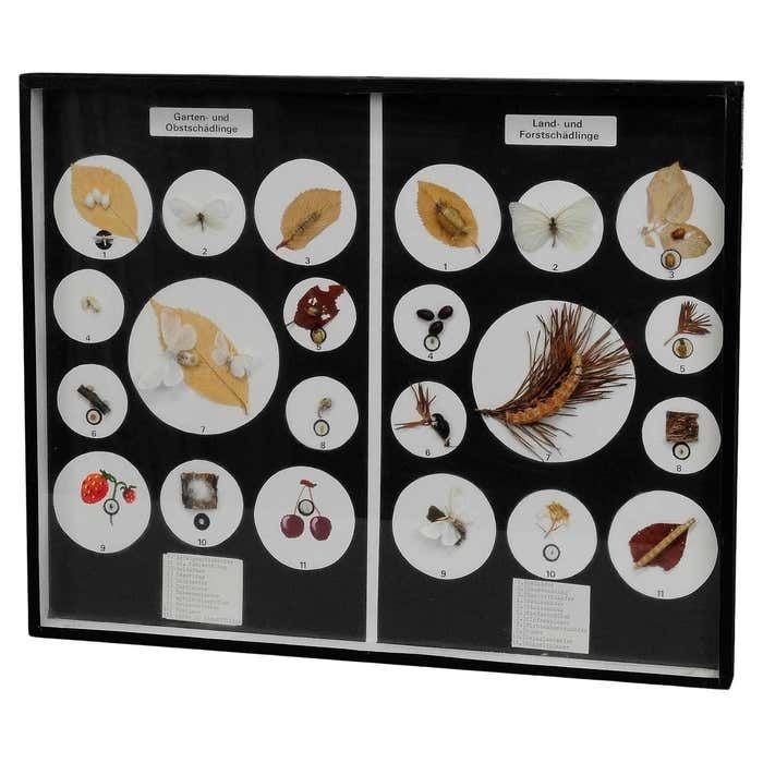 Great Vintage School Teaching Display Vermins In The Garden And Forest