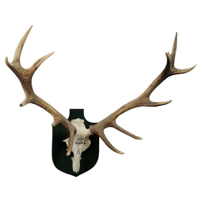 Large Deer Trophy From A Noble Estate, Uneven 14 Ends