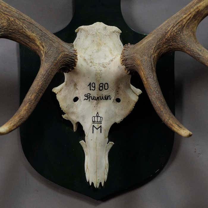 Large Deer Trophy From A Noble Estate, Uneven 14 Ends photo Art
