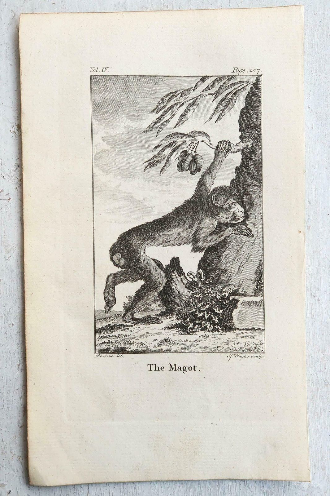 Set Of 8 Original Antique Prints Of Monkey's, Circa 1780 photo for sale