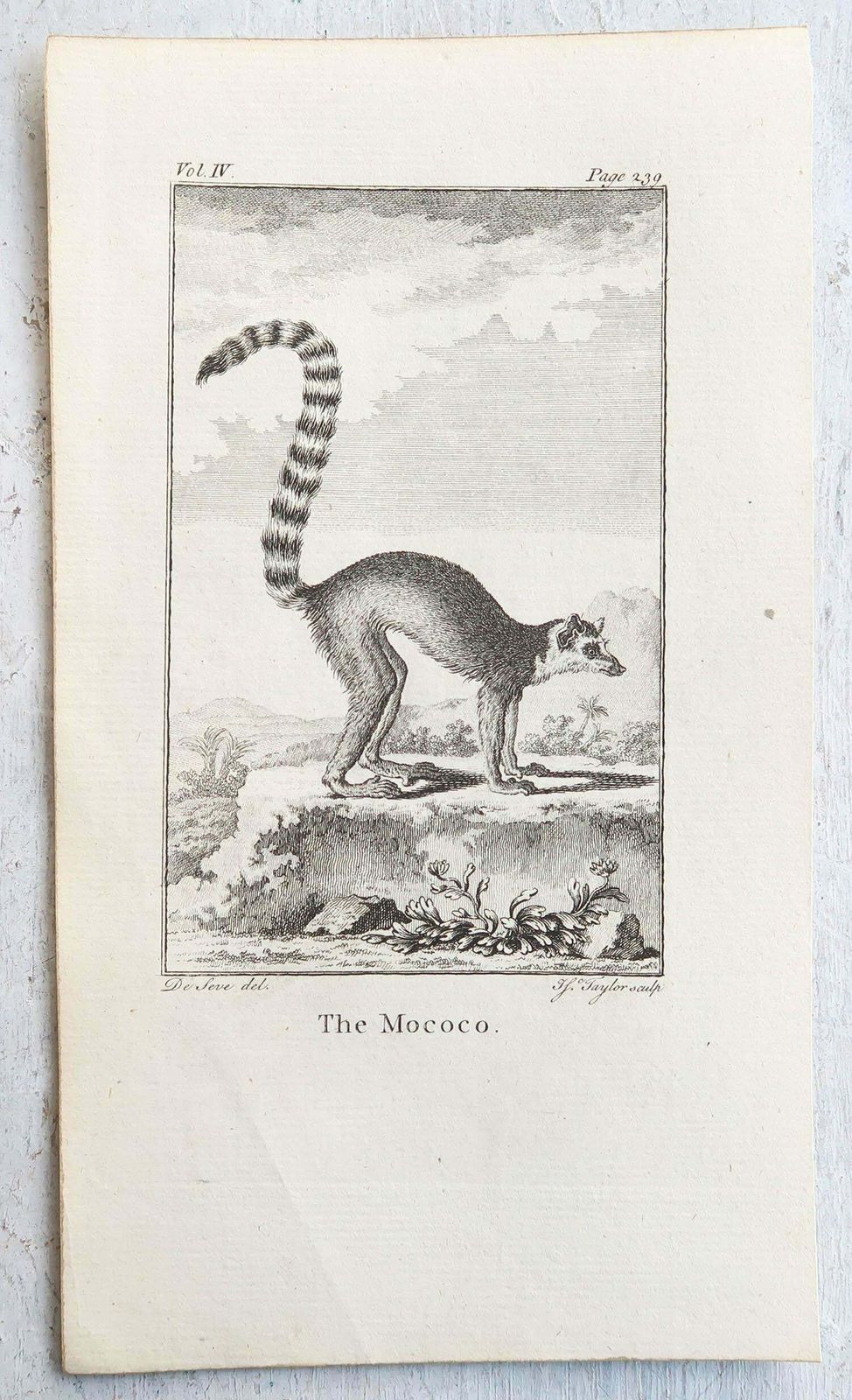 Set Of 8 Original Antique Prints Of Monkey's, Circa 1780 photo 240.0