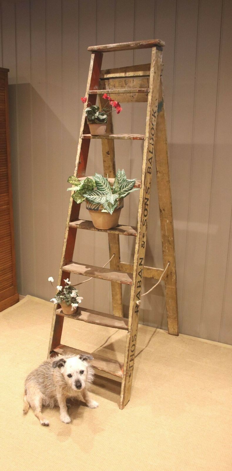 Set Of Rustic Ash Step Ladders photo 225.0