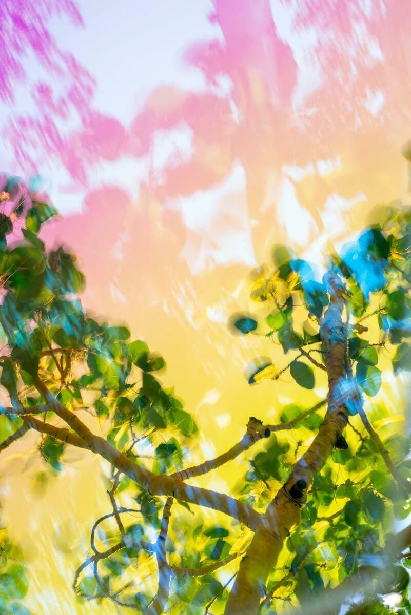 Karine Laval Pando #7, 2018, Karine Laval   Jungle, Woodland, Trees, Color Photography