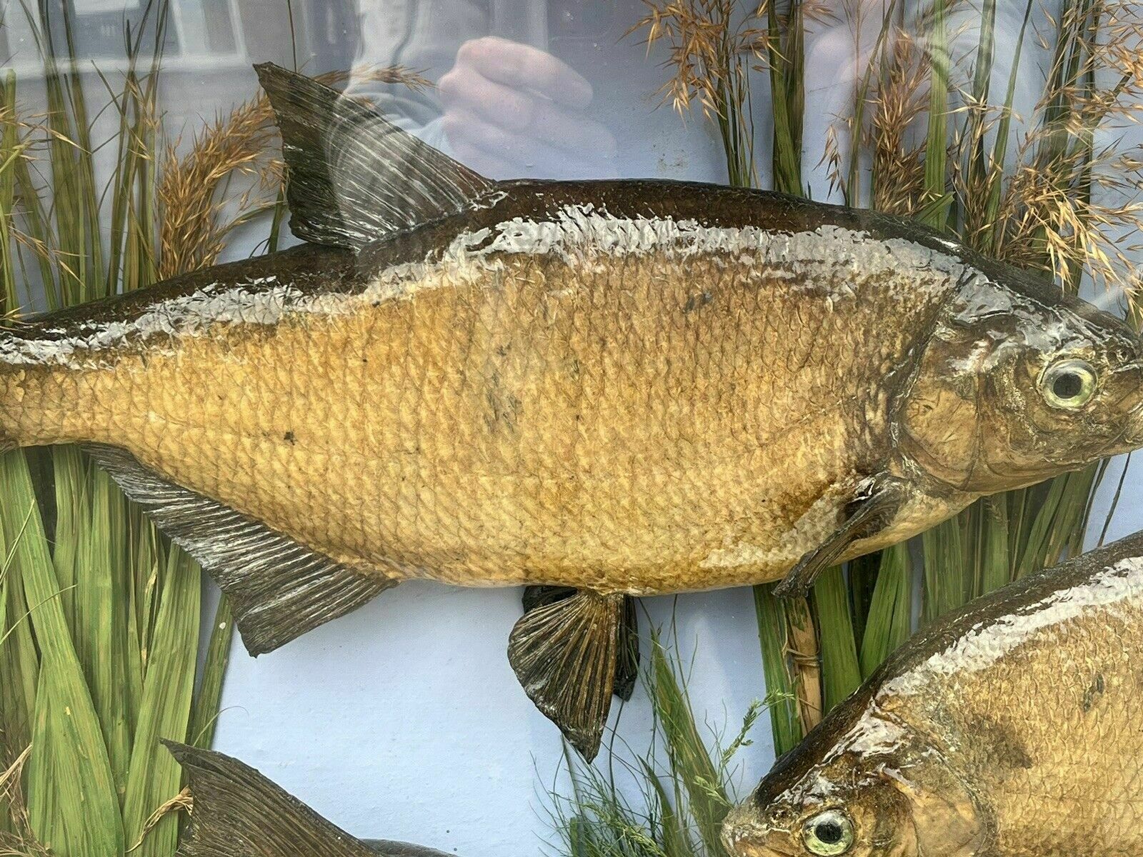 Taxidermy Bream, Bow Front Case, Caught By F.Britton 1906, Large & Exceptional photo 2342.0