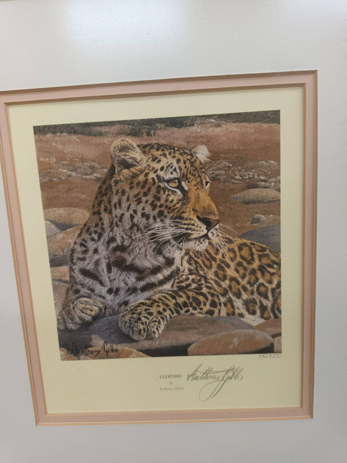 Vintage Leopard Print Signed Print Of A Leopard Anthony Gibbs Framed Signed Ltd Edition photo for sale