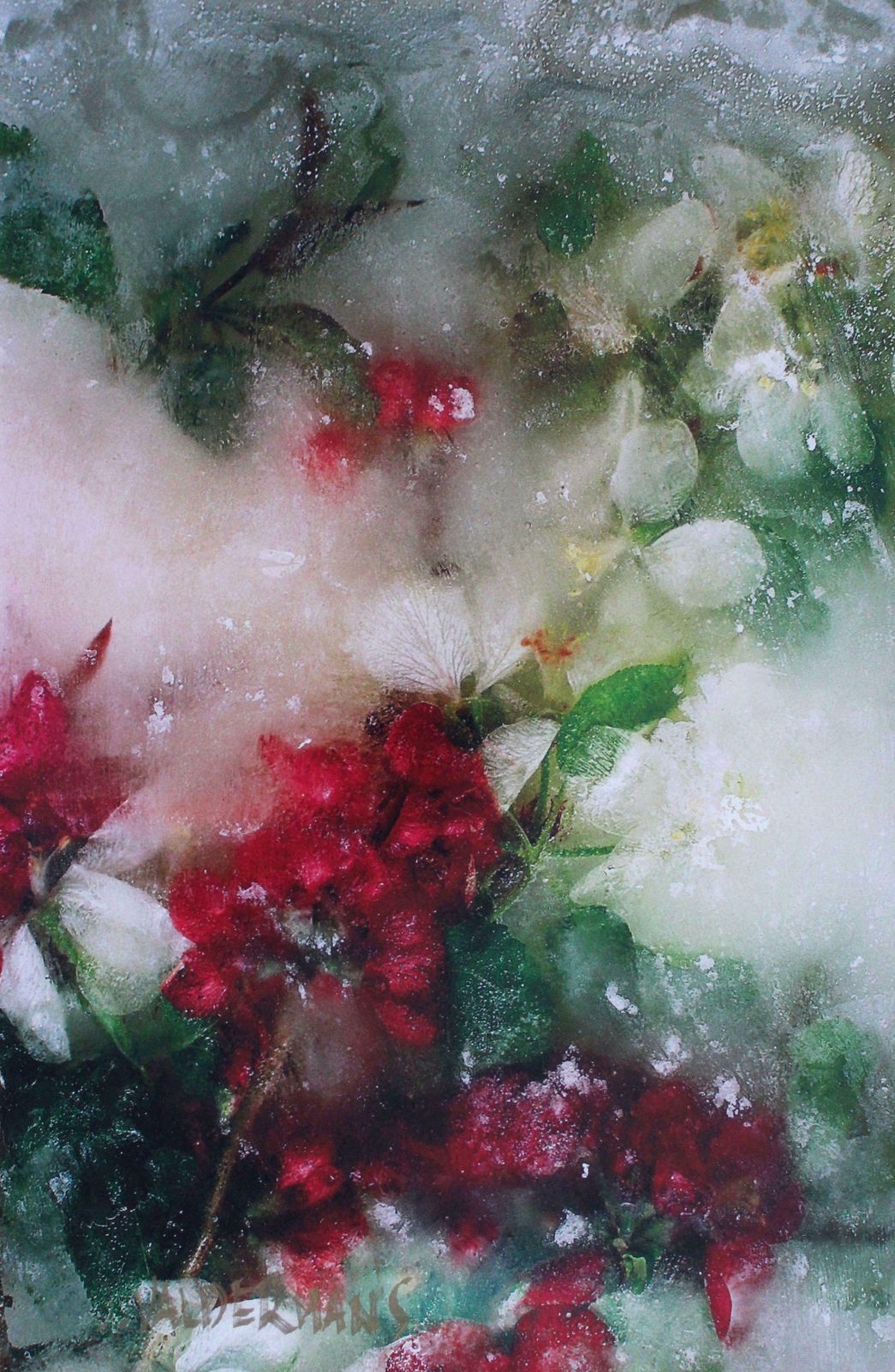 Valdemars Helmanis Spring. 2004, Photography,  2004