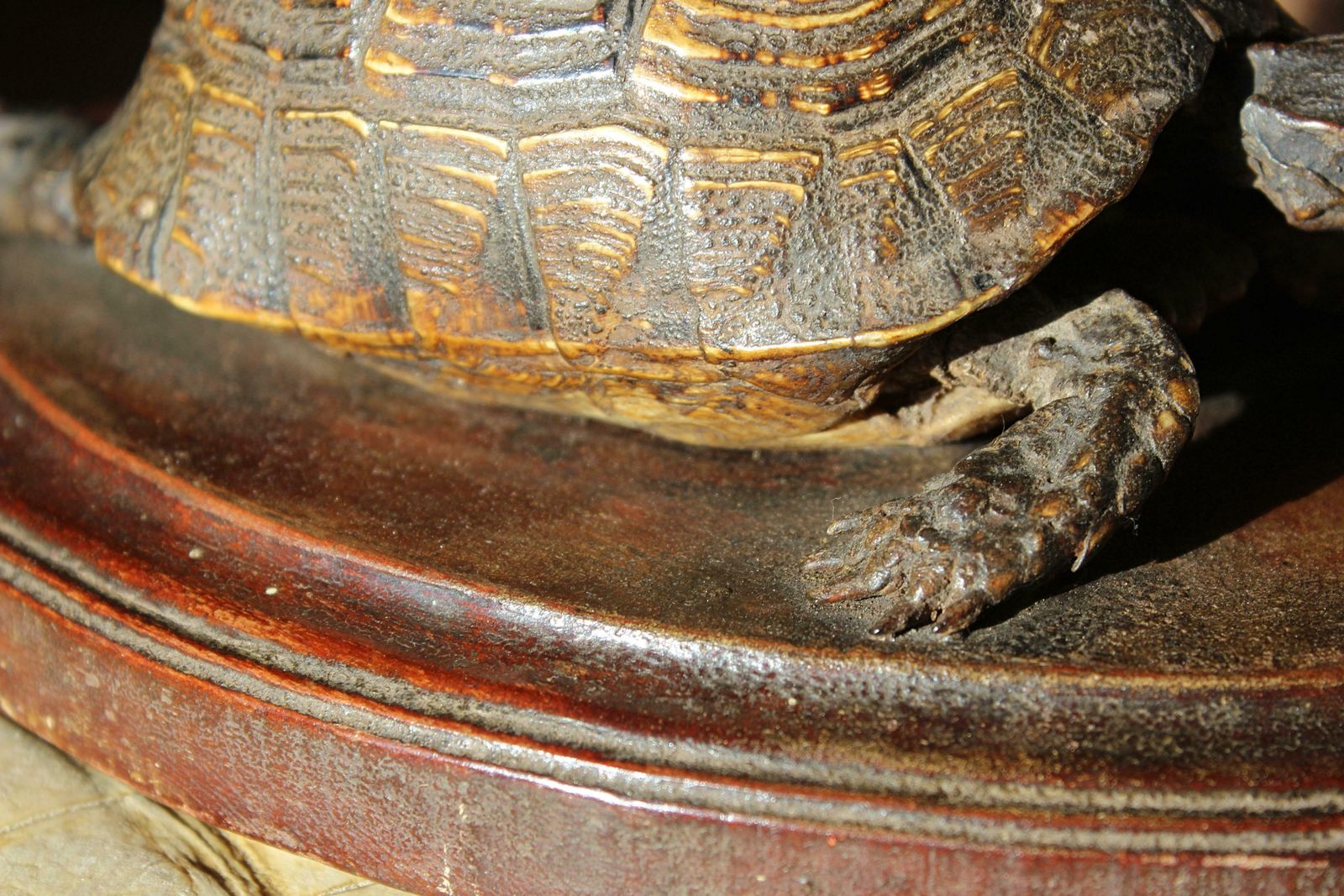 19th Century Early Victorian Tortoise Mount On Oak Oval Taxidermy Curio photo 1495.0