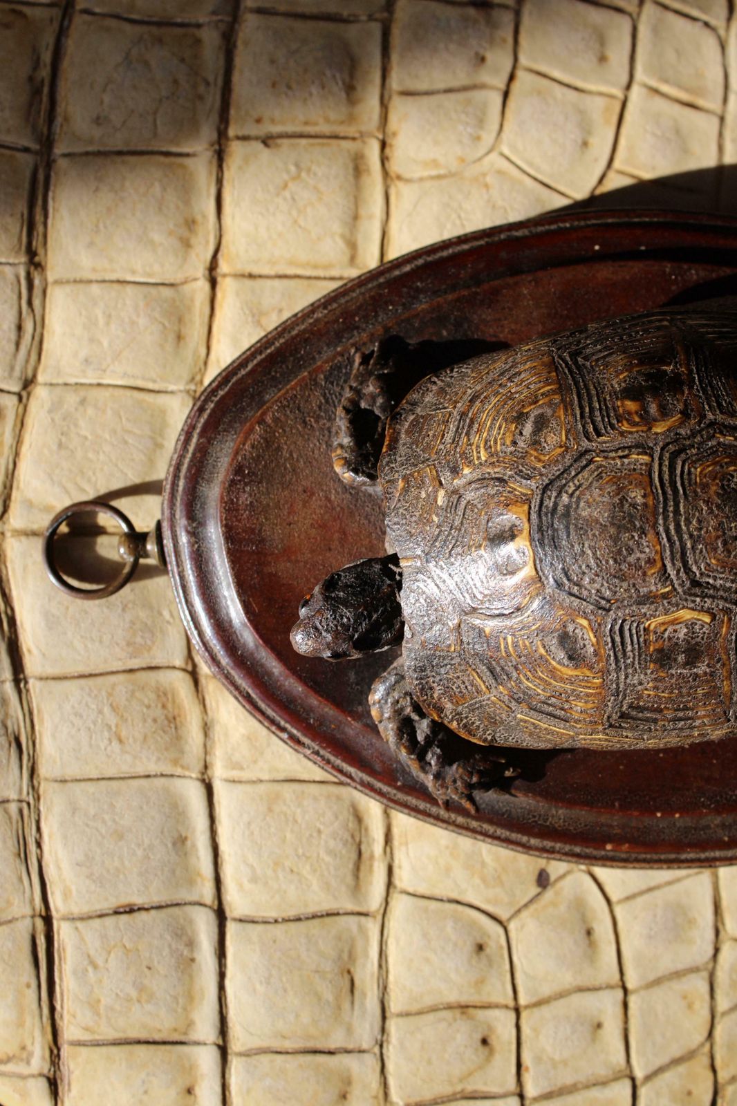 19th Century Early Victorian Tortoise Mount On Oak Oval Taxidermy Curio photo vintage
