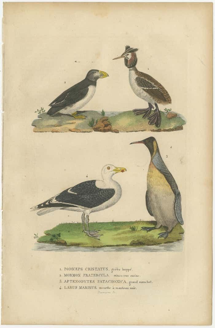 Original Print Of Great Crested Grebe, Atlantic Puffin, King Penguin, Great Gull photo furniture