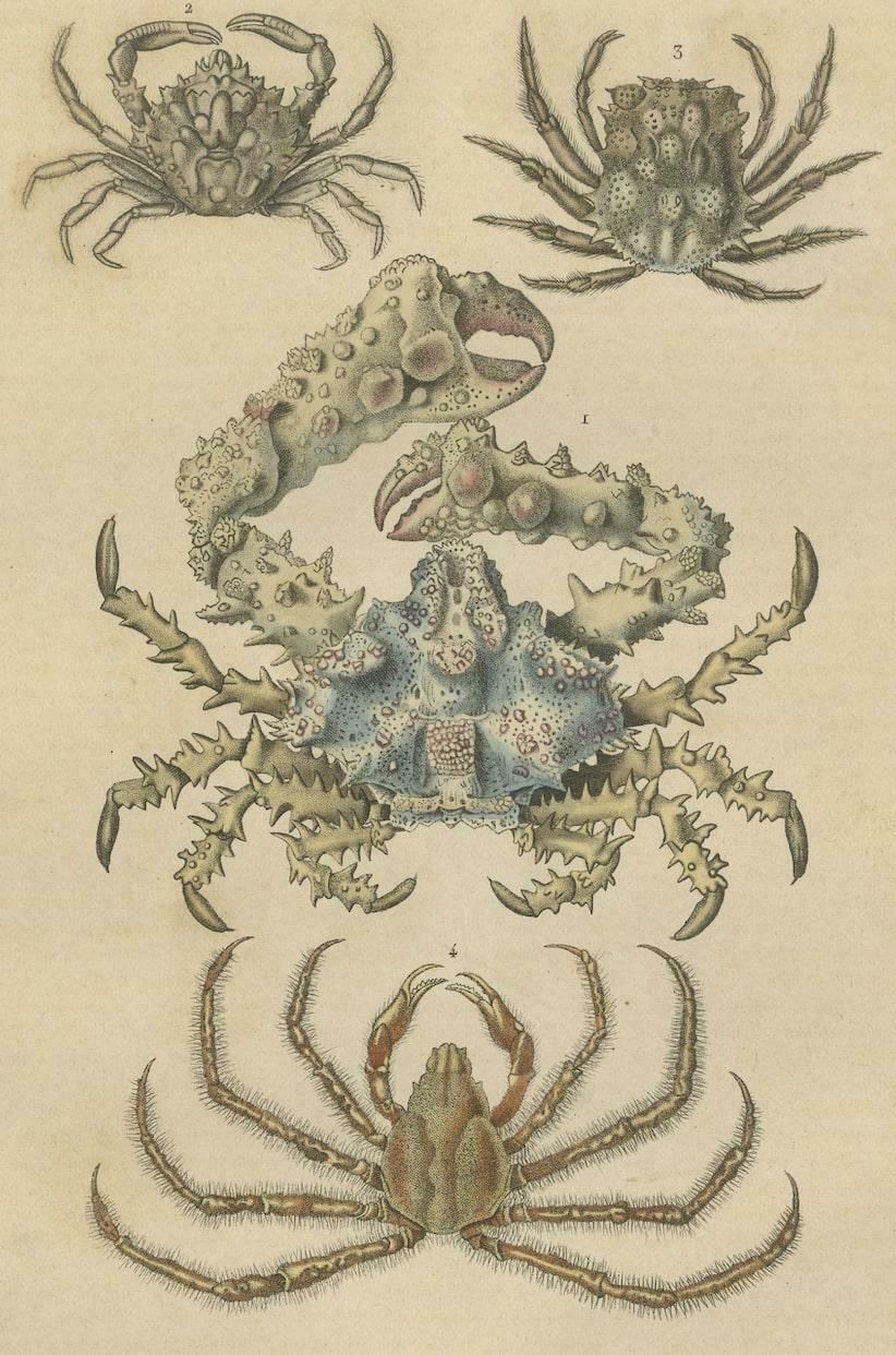 19th Century Antique Handcolored Print Of Different Sea Crabs, 1845 photo furniture