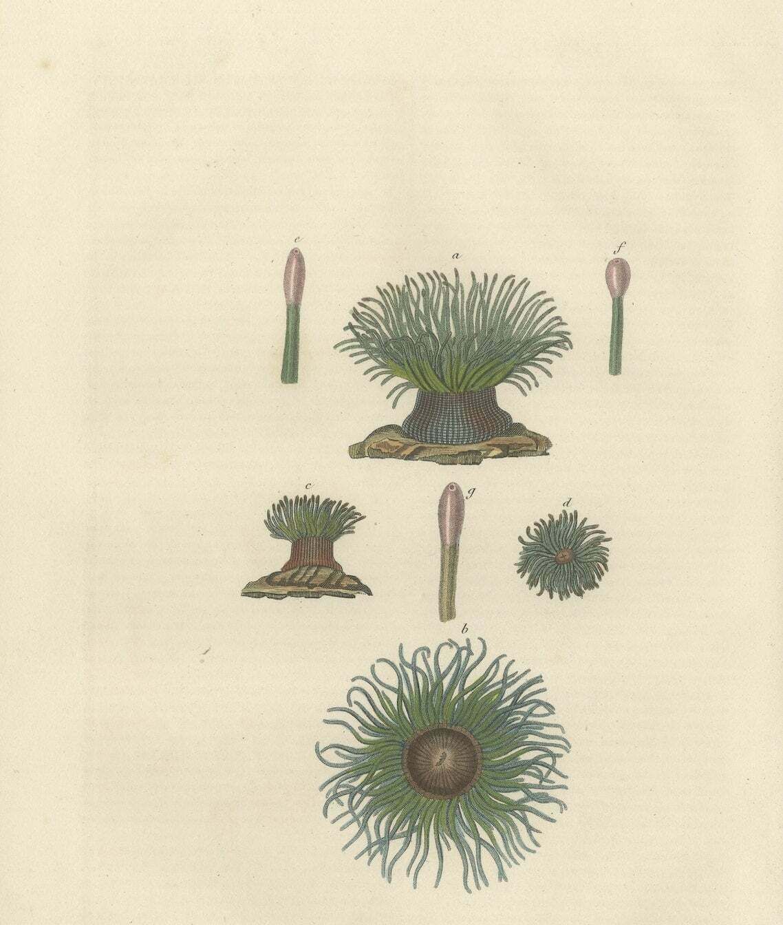 19th Century Snakelocks Anemone Antique Engraving Original Handcoloring, 1845 photo furniture