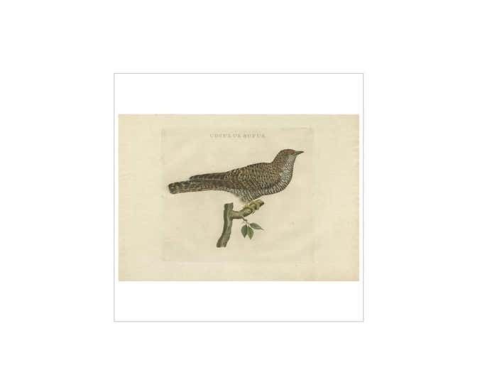 Antique Bird Print Of The Common Cuckoo By Sepp & Nozeman, 1809 photo Art