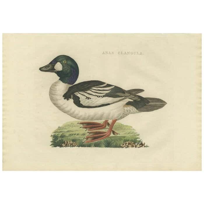 Antique Bird Print Of The Common Goldeneye By Sepp & Nozeman, 1809
