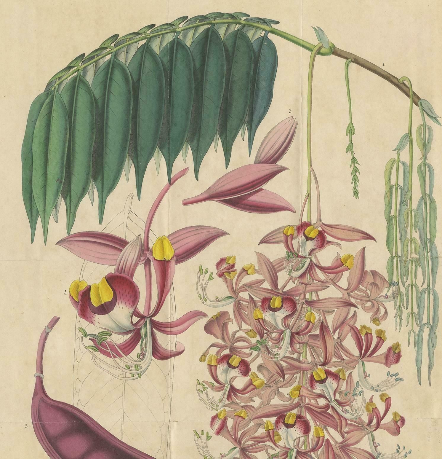 Antique Botany Print Of The Amherstia Nobilis By Van Houtte, 1849 photo for sale