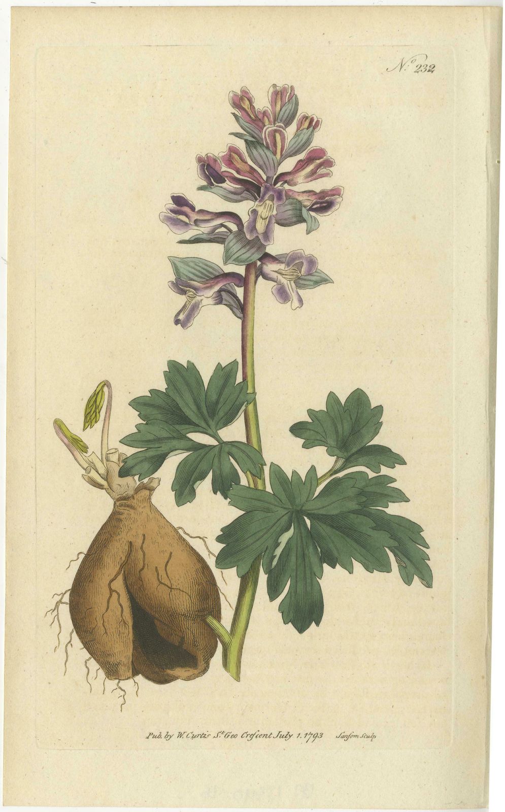 Set Of 2 Antique Botany Prints   Solid Rooted And Hollow Rooted Fumitory photo furniture