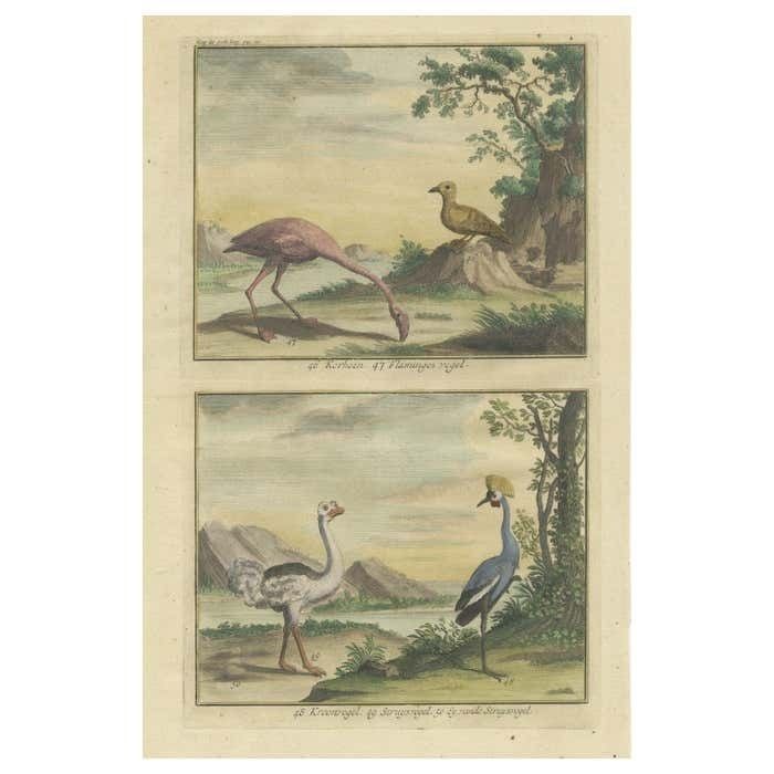 Old Engraving Of A Black Grouse, Flamingo, Ostrich And Common Or Crested Crane