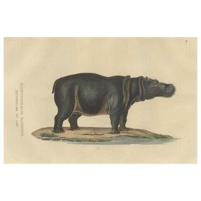 Old Print Of A Hippo, A Large Herbivorous Mammal In Sub Saharan Africa