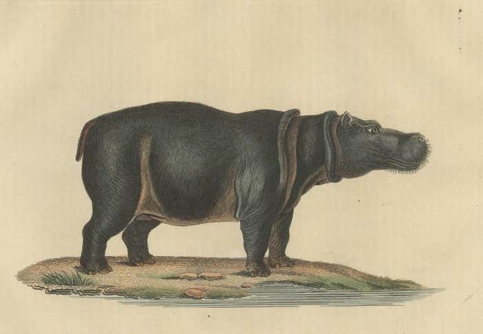 Old Print Of A Hippo, A Large Herbivorous Mammal In Sub Saharan Africa photo for sale