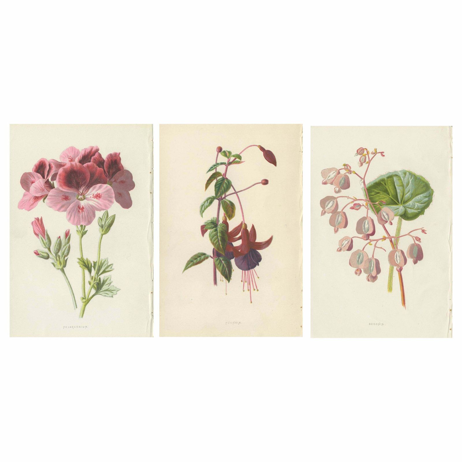 Set Of Three Botany Prints Geranium, Fuchsia, Bellenplant, Begonia