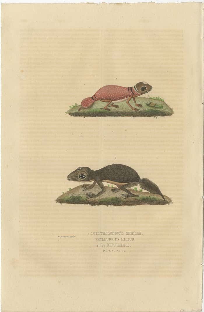 Old Hand Colored Print Of An Australian Thick Tailed Gecko And A Leaftail Gecko photo furniture