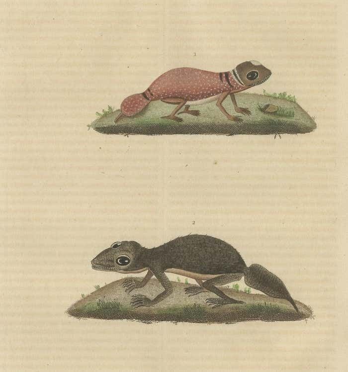 Old Hand Colored Print Of An Australian Thick Tailed Gecko And A Leaftail Gecko photo for sale