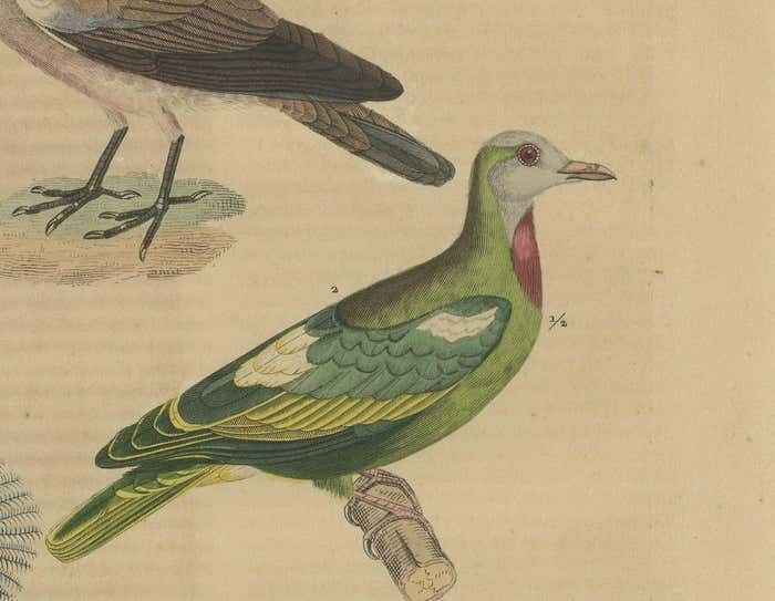 Handcolored Print Of A Ground Dove, African Green Pigeon And Crowned Pigeon photo 209.0